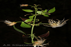 Clematis smilacifolia